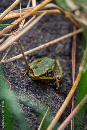 white lipped frog on rock