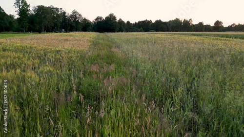 Drone flight over rye field in Lochow commune, Masovia region of Poland, 4k video