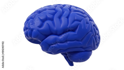 Obraz na plátně Blue human brain model isolated PNG, anatomical organ for medical study and scie