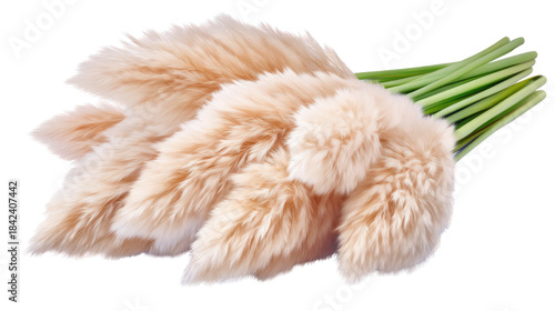 Soft and Fluffy Pampas Grass Stems in Natural Light Display