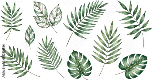 Collection of detailed tropical fern leaves and foliage on transparent background