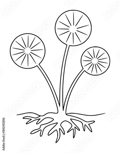 Three dandelion seed heads with stems and roots seeds seedhead