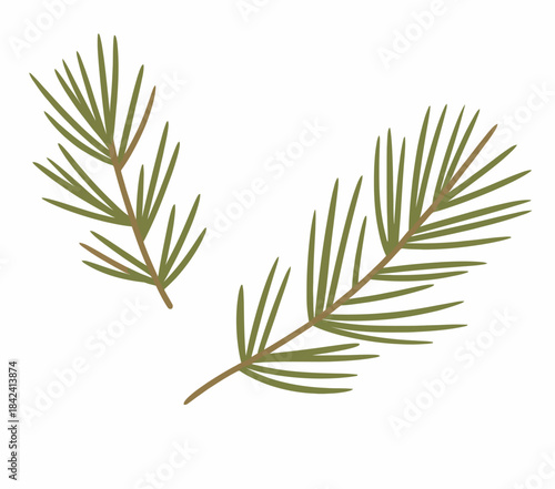 Two green coniferous branches with needlelike leaves white needles