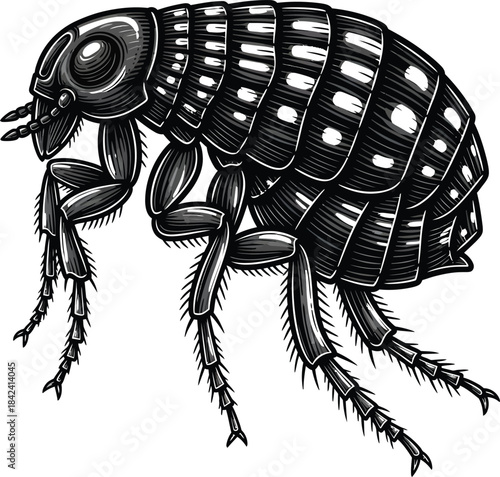 Detailed flea insect vintage style illustration