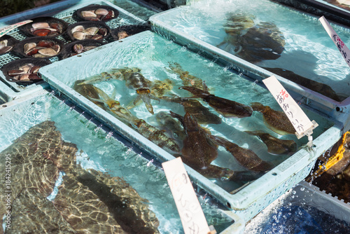 Photos 市場の生簀で泳ぐアオリイカ　新鮮な水産物