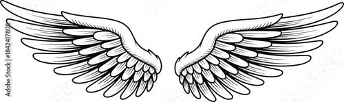 Angel wings illustration, detailed feather wings, symmetrical wing design, fantasy bird wings, celestial artwork, decorative feathered wings, elegant line art drawing