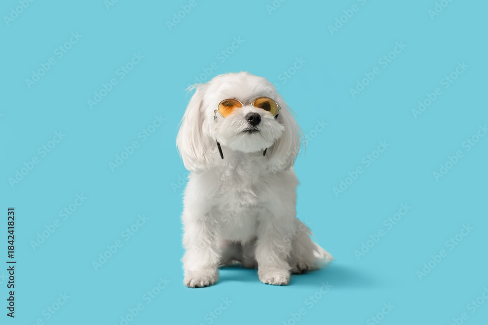 Obraz premium Cute Bolognese dog in sunglasses on blue background