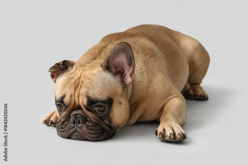 Fototapeta premium Cute French bulldog lying against grey background