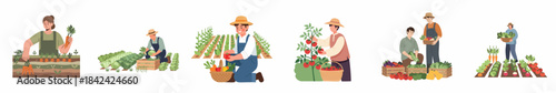 Flat Illustration of Farmer Character Harvesting Seasonal Crops in Farm Field