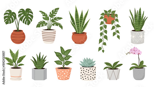 A vibrant collection of diverse potted houseplants, showcasing various popular indoor plants like Monstera, snake plants, and succulents, perfect for home decoration and green living spaces