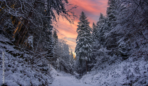 the great cold and the beautiful snow-covered forests