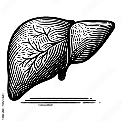 Vintage Anatomical Illustration of a Human Liver with Detailed Vascular Network Black and White Line Art