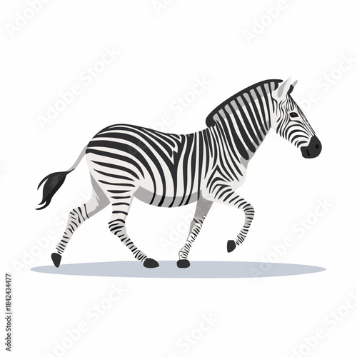 Zebra running with transparent background