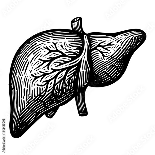 Vintage Engraved Human Liver Anatomy Illustration Medical Diagram Black and White