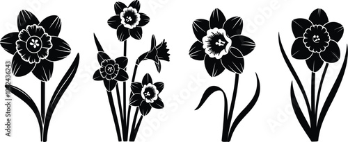 Vector set of four black daffodil flower silhouettes, detailed spring nature botanical drawing element design