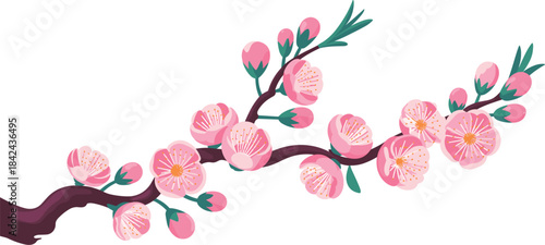 Vector illustration of a pink cherry blossom branch, spring nature, blooming floral design, and romantic element