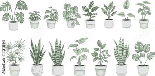 Vector Illustration Set of Potted Houseplants in Pots, Including Snake Plants, Monstera, and Calathea, Representing Home Decor and Botany.