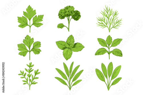 Various fresh herbs displayed in a neat arrangement on a white background showcasing their vibrant green colors and unique shapes