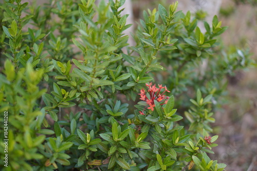 Vibrant Red and Pink Ixora Coccinea Cluster Amidst Dark Green Foliage: A Detailed Full-Frame Close-up of Dense Tropical Flowers, Reflecting the Beauty of a Lush, Colorful Garden