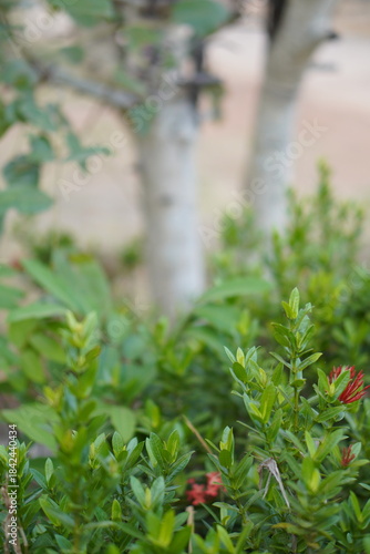 Vibrant Red and Pink Ixora Coccinea Cluster Amidst Dark Green Foliage: A Detailed Full-Frame Close-up of Dense Tropical Flowers, Reflecting the Beauty of a Lush, Colorful Garden