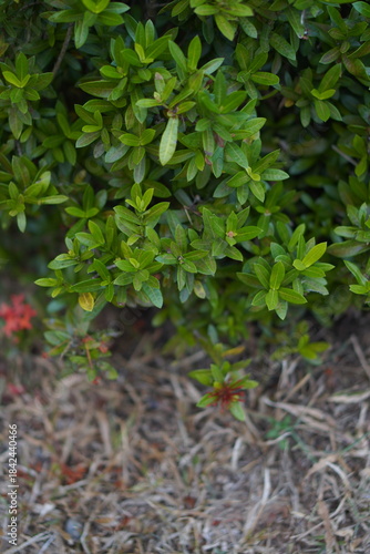 Vibrant Red and Pink Ixora Coccinea Cluster Amidst Dark Green Foliage: A Detailed Full-Frame Close-up of Dense Tropical Flowers, Reflecting the Beauty of a Lush, Colorful Garden