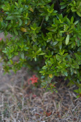 Vibrant Red and Pink Ixora Coccinea Cluster Amidst Dark Green Foliage: A Detailed Full-Frame Close-up of Dense Tropical Flowers, Reflecting the Beauty of a Lush, Colorful Garden