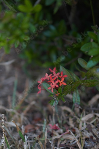 Vibrant Red and Pink Ixora Coccinea Cluster Amidst Dark Green Foliage: A Detailed Full-Frame Close-up of Dense Tropical Flowers, Reflecting the Beauty of a Lush, Colorful Garden