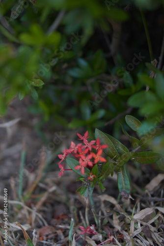 Vibrant Red and Pink Ixora Coccinea Cluster Amidst Dark Green Foliage: A Detailed Full-Frame Close-up of Dense Tropical Flowers, Reflecting the Beauty of a Lush, Colorful Garden