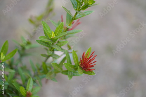 Vibrant Red and Pink Ixora Coccinea Cluster Amidst Dark Green Foliage: A Detailed Full-Frame Close-up of Dense Tropical Flowers, Reflecting the Beauty of a Lush, Colorful Garden