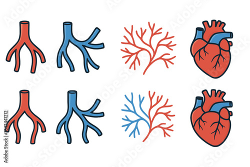 Red and blue anatomical illustrations showcasing heart and circulatory structures in a clear and educational manner