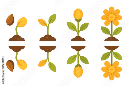 Growth stages of a plant from seed to blooming flower in a simple and colorful design