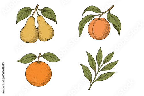 Fresh fruits shown in a colorful arrangement with pears, oranges, and leaves on a white background