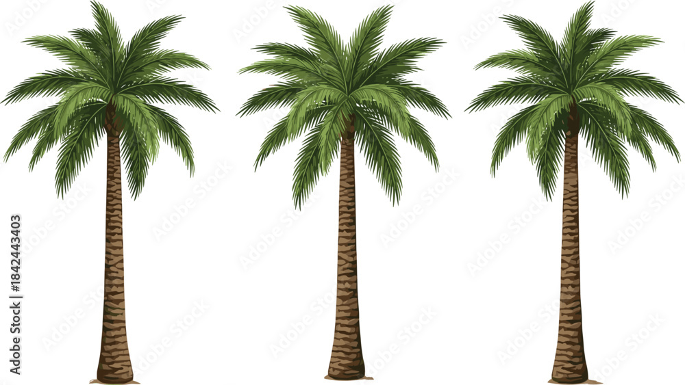 Obraz premium Three realistic date palm trees vector illustration with long textured trunks and lush green fronds, perfect for tropical island and desert landscape design.