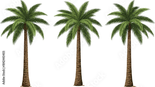 Three realistic date palm trees vector illustration with long textured trunks and lush green fronds, perfect for tropical island and desert landscape design.