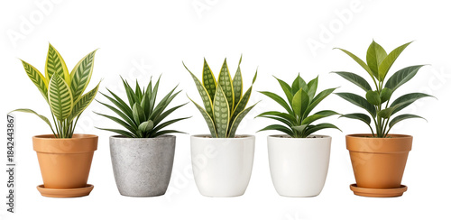 Collection de Cinq Plantes d'Intérieur en Pot, Détourées, Fond Transparent PNG