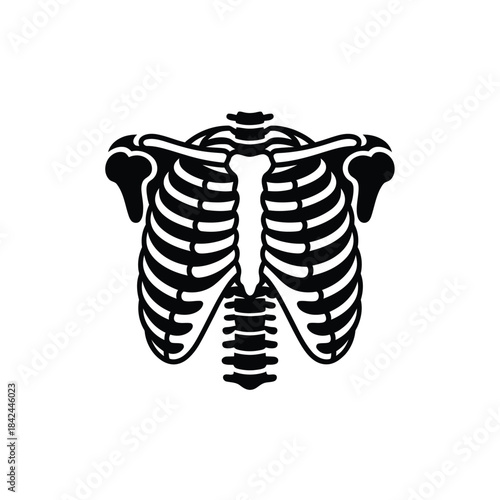 A detailed illustration of a human rib cage and spine structure