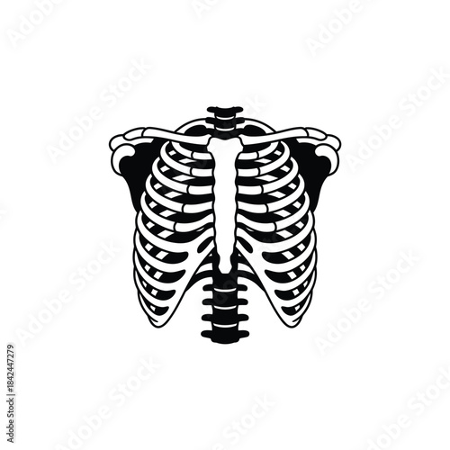 A detailed illustration of a human ribcage stark and monochrome