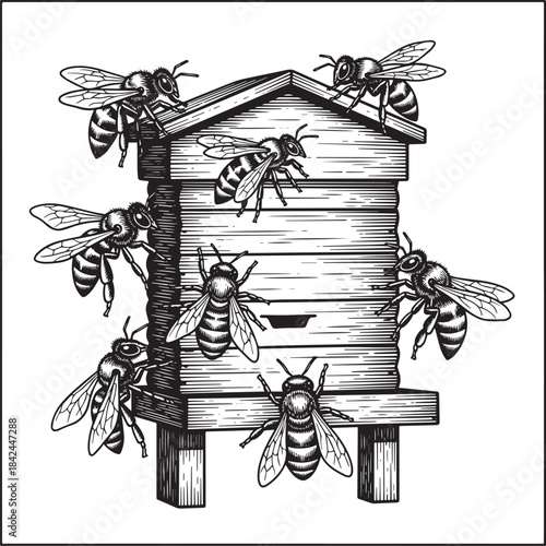 Woodcut Illustration of Bees Around a Beehive with Detailed Line