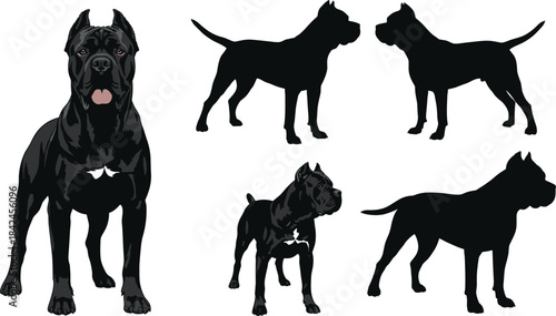 Black Cane Corso dog in various poses and silhouettes black dog breeds