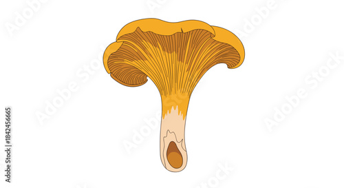 A detailed botanical illustration of a single golden chanterelle edible mushroom showing its distinct shape and gills.