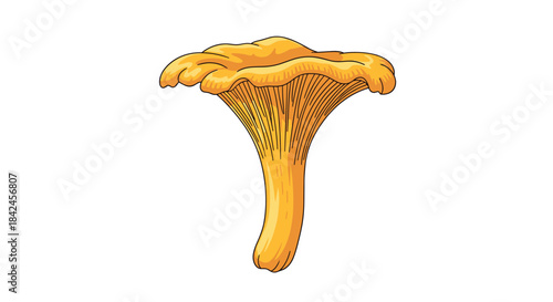 A bright yellow chanterelle mushroom illustration with detailed gills and a gracefully curved cap isolated on a white background.