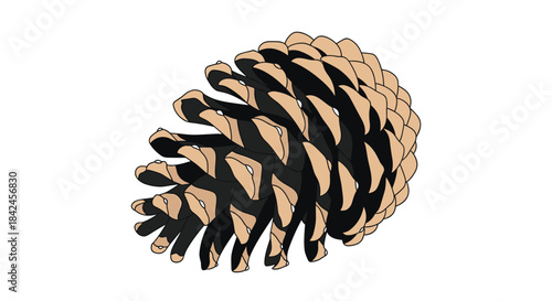 A detailed illustration of a single brown pine cone with overlapping scales shown on a clean plain white background.