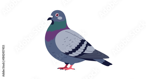 A detailed illustration of a common city pigeon or rock dove standing on the ground shown from a side profile view.