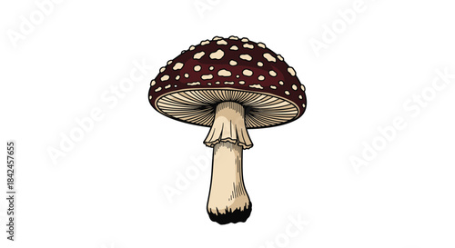 A detailed vintage-style drawing of a panther cap or false panther mushroom a type of poisonous amanita toadstool.