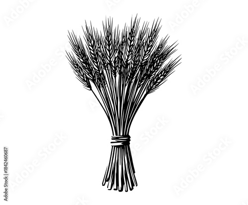 Harvest's bounty: bundle wheat sheaves field | Clean, isolated vector art for creative projects.