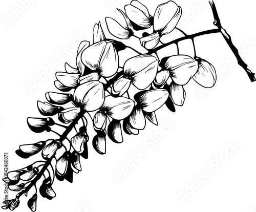 Ephemeral Elegance: Wisteria's Fleeting Blossom | Clean, isolated vector art for creative projects.
