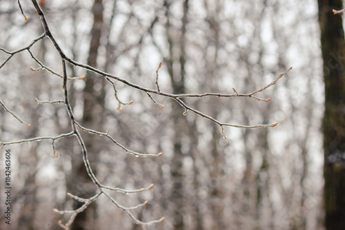 Closeup of thin tree branches covered in thick ice glaze after a severe winter freezing rain storm