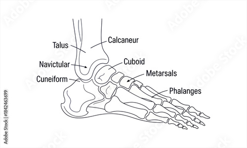 Anatomical Illustration of the Human Foot Bones.