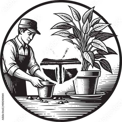 Engraved illustration of gardener transplanting plant in vintage
