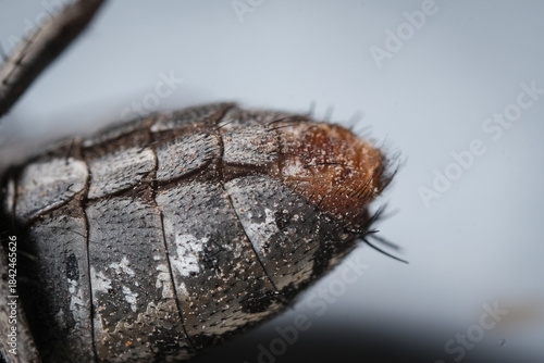 Obraz na płótnie The Compound Eye of the Fly: A Close-Up Study of Ocular and Mouthpart Anatomy in